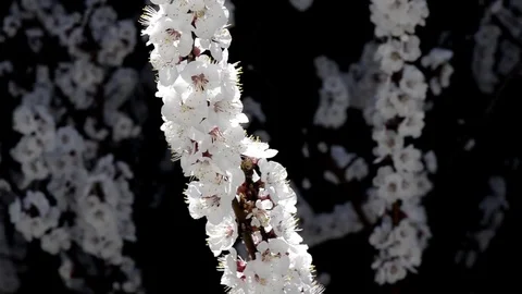 Cherry tree in bloom Stock Footage 73357338