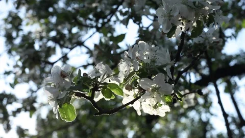 Cherry Tree in Bloom 動画素材 109660365