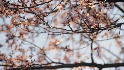 Cherry tree in bloom 動画素材 129734489
