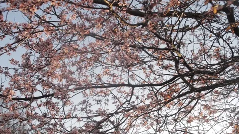Cherry tree in bloom 動画素材 129735038