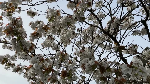 Cherry tree in bloom Stock Footage 237872859