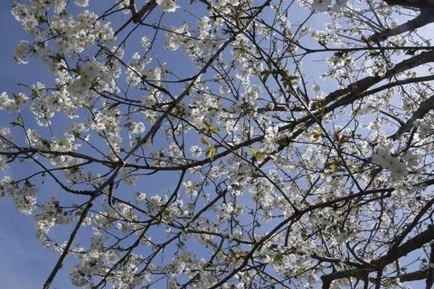 Cherry tree in bloom in a garden Stock Photos