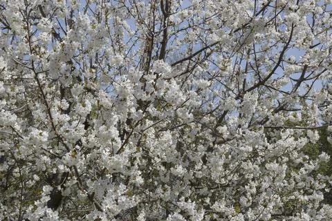 Cherry tree in bloom in a garden Stock Photos