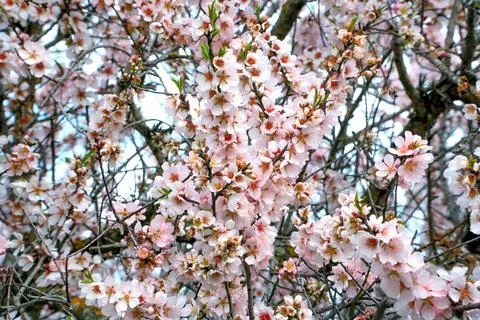 A cherry tree in bloom, with its pink colored buds. Stock Photos