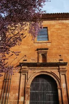 Cherry tree in bloom next to San Miguel Arcangel parish in Alcaraz Stock Photos