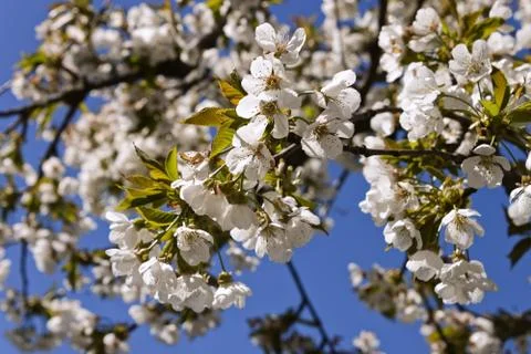 Cherry-tree bloom. Stock Photos