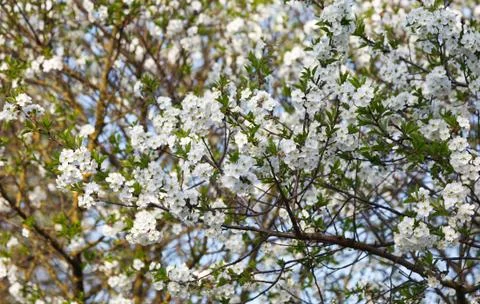 Cherry Tree in bloom Stock Photos
