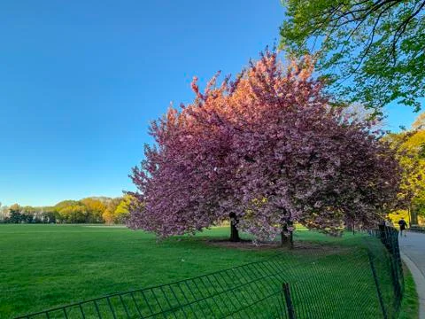 Cherry Tree in Bloom Stock Photos