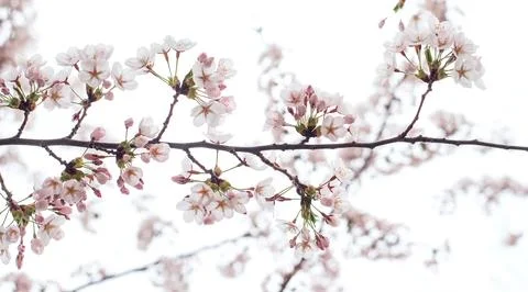 Cherry tree in bloom Stock-Fotos