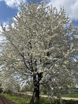 A cherry tree in bloom Stock Photos