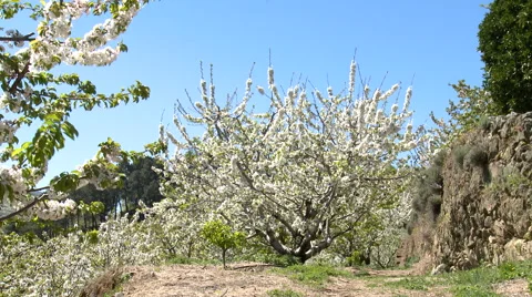 Cherry tree in bloom planted in terrace Stock Footage 49056224