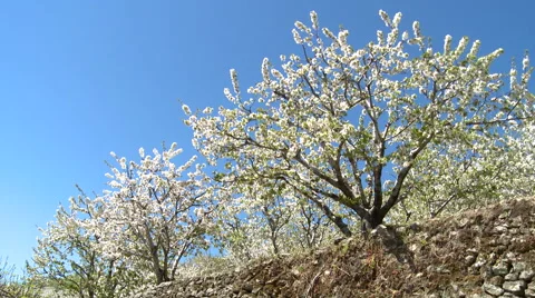 Cherry tree in bloom planted in terrace - low angle shot Stock Footage 49056258