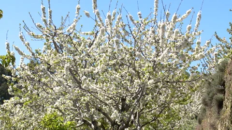Cherry tree in bloom planted in terrace, tilt up to blue sky Stock Footage 49056307