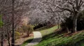 cherry tree bloom sidewalk HD 동영상