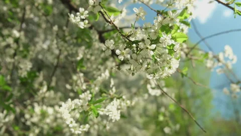 Cherry tree in bloom. Spring nature background Stock Footage 336365970