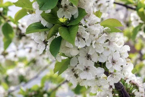Cherry tree in bloom. Spring season. Stock Photos
