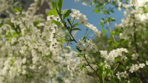 Cherry tree in bloom. Springtime tranquil nature background Stock Footage 336365967