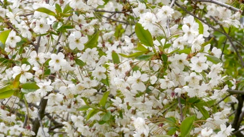 Cherry tree in bloom on a Sunny day 스톡 동영상 131067713