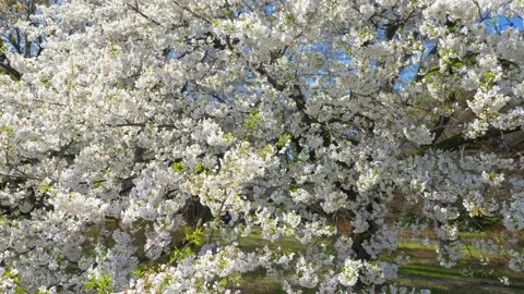 Cherry tree in bloom in Tokyo, blossoming sakura tree in a public park in Japan Video stock 236618159