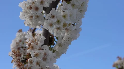 Cherry tree in bloom with white flowers against blue sky 스톡 동영상 152378115
