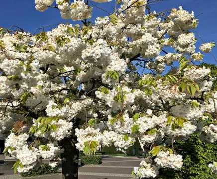 The cherry tree bloomed profusely with white flowers with the onset of warm d Stock Photos