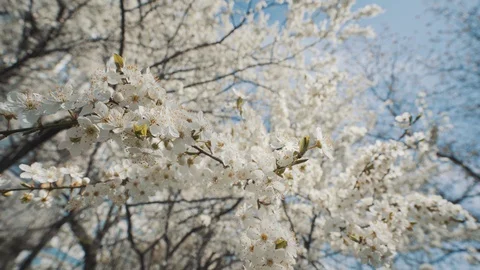 The cherry tree bloomed in spring Video stock 128975274