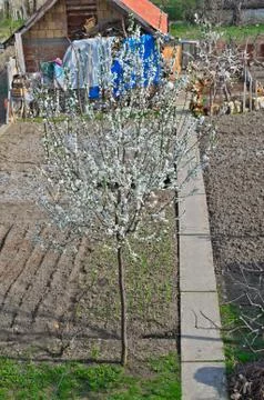 Cherry tree blooming and chickens in yard Stock Photos