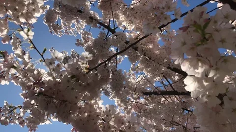 Cherry tree blooming background  blue sky sunshine beams Stock Footage 106087339