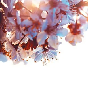 Cherry tree blooming border Stock Photos