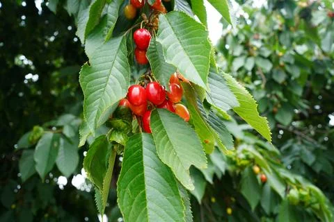 Cherry tree. Blooming cherries on cherry tree. Summer red juicy fruits. Stock Photos