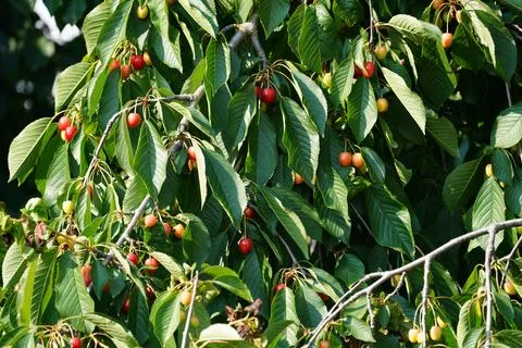 Cherry tree. Blooming cherries on cherry tree. Summer red juicy fruits. Stock Photos