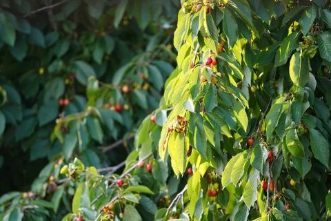 Cherry tree. Blooming cherries on cherry tree. Summer red juicy fruits. Stock Photos