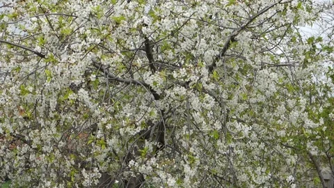Cherry tree blooming, cherry tree blooming in abundance, 스톡 동영상 240991209