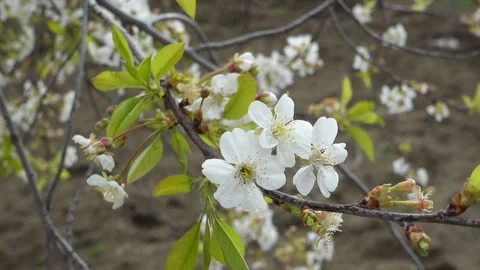 Cherry tree blooming, cherry tree blooming in abundance, Vídeos de archivo 240991418