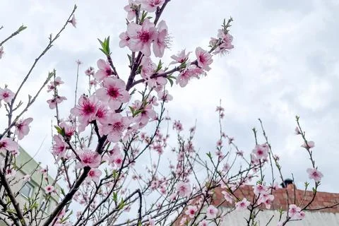 Cherry tree blooming delicate beautiful pink japan sakura blossom spring cl.. Stock Photos