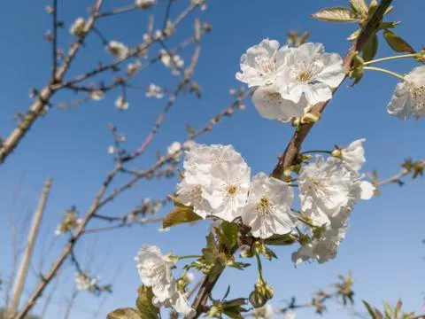 Cherry tree blooming during spring on a sunny day Stock Photos