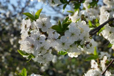 Cherry  tree blooming in early spring 库存照片