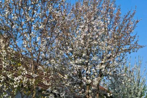 Cherry tree blooming with flowers Stock Photos