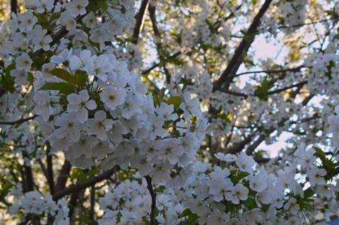 Cherry tree blooming with flowers Stock Photos