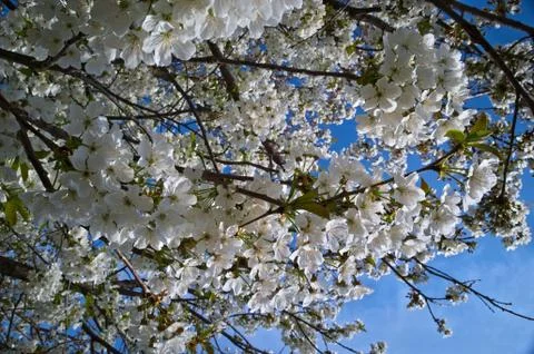 Cherry tree blooming with flowers Stock Photos