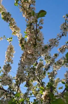 Cherry tree blooming with flowers Stock Photos