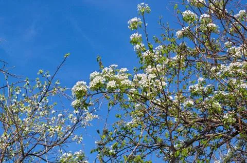 Cherry tree blooming flowers at spring Stock Photos