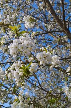 Cherry tree blooming flowers at spring Stock Photos