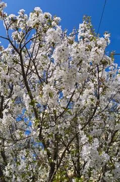 Cherry tree blooming flowers at spring Stock Photos