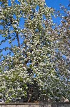 Cherry tree blooming flowers at spring Foto stock