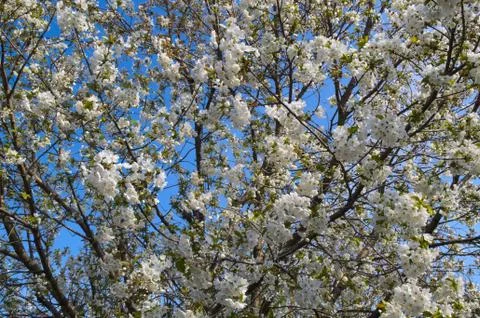 Cherry tree blooming flowers at spring Stock Photos