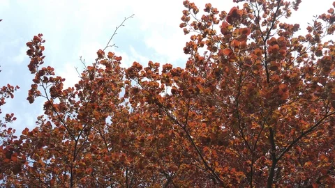 Cherry tree blooming Stock-Footage 112898844