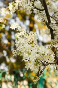 Cherry tree blooming Stock Photos