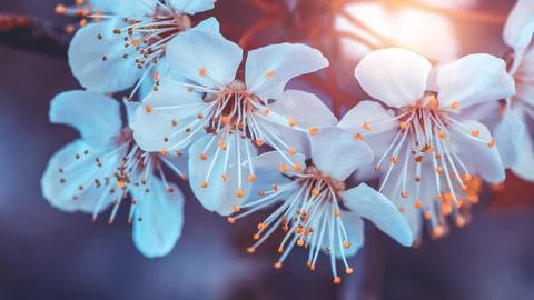Cherry tree blooming Stock Photos