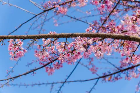 Cherry tree blooming in spring  Stock Photos